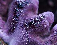 Chondrostereum purpureum - Pevník nachový
